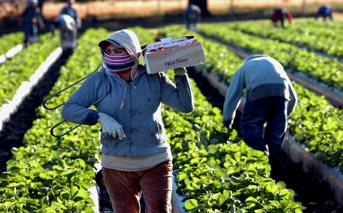 DIPLOMA IN AGRICULTURE