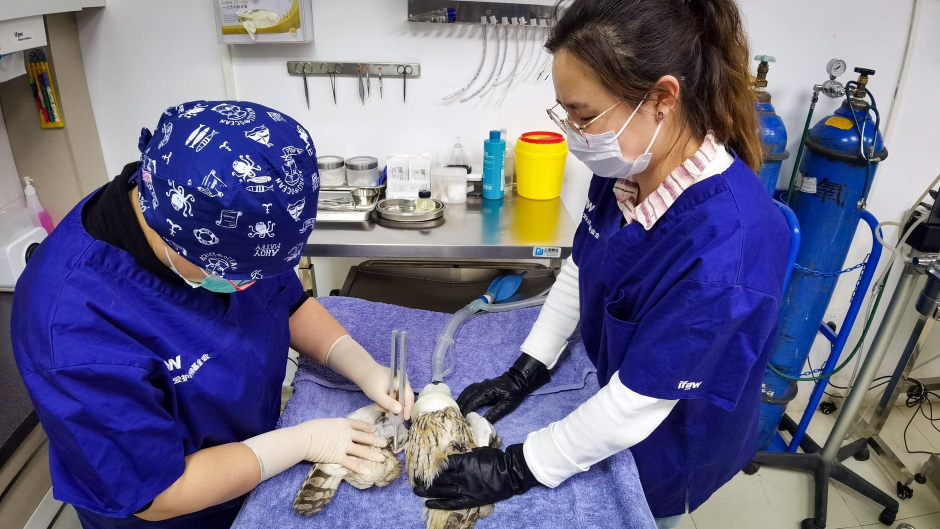 DIPLOMA IN  VETERINARY  INSPECTOR 